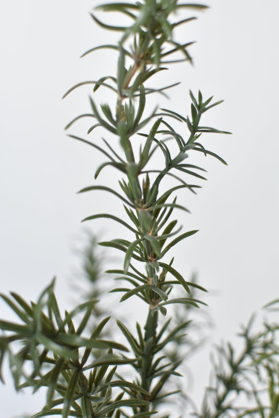 24&#x22; Faux Rosemary Bush