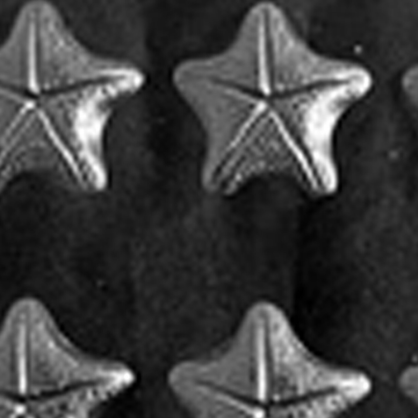 Starfish Chocolate Mold