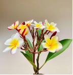 Exotic Thailand Yellow Plumeria Plant - Frangipani - 8 -10" Cutting