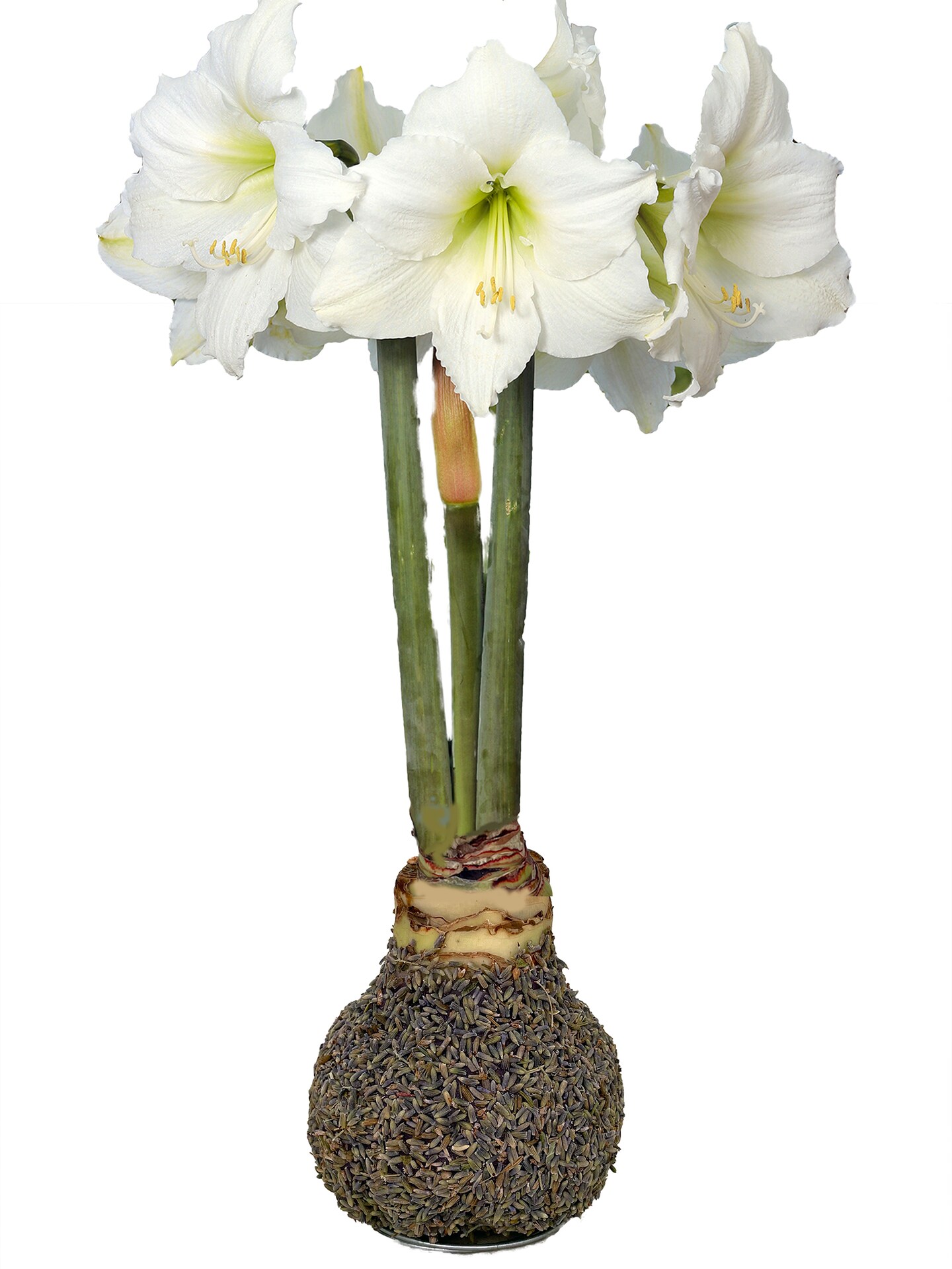 Dried Lavender Botanical Jumbo Waxed Amaryllis Bulb - Christmas Gift