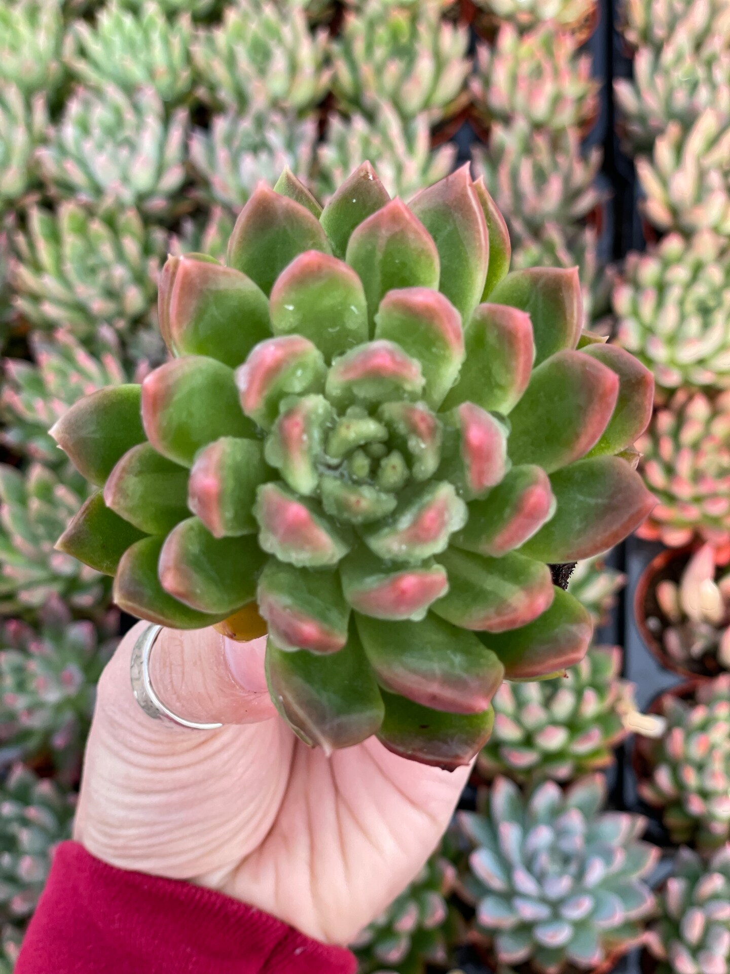 Echeveria Princess | MakerPlace by Michaels