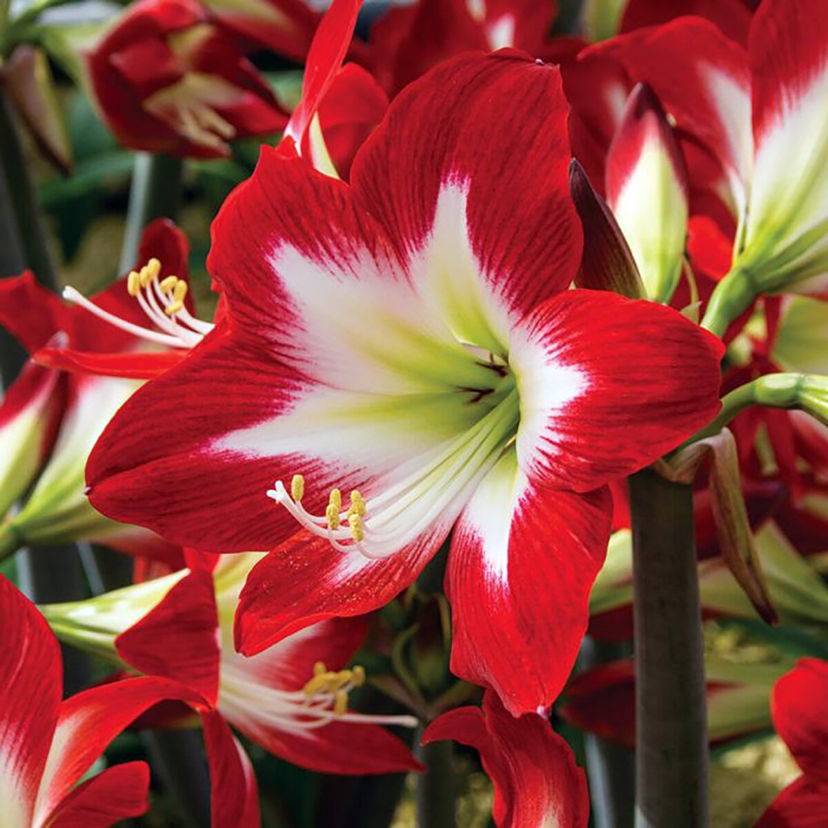 Tres Chic Amaryllis Bulb - 26/28cm Bulb | Michaels