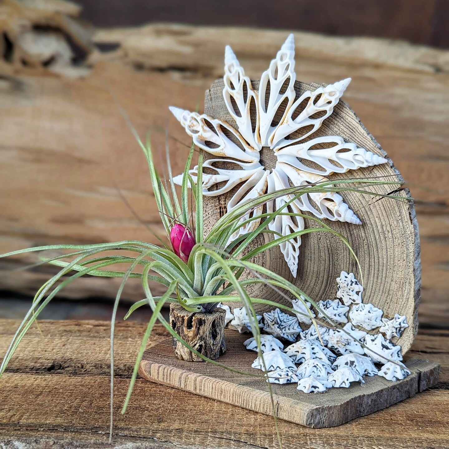 Handmade Arrangement with Large Blooming Air Plant with Seashells and  Driftwood | MakerPlace by Michaels
