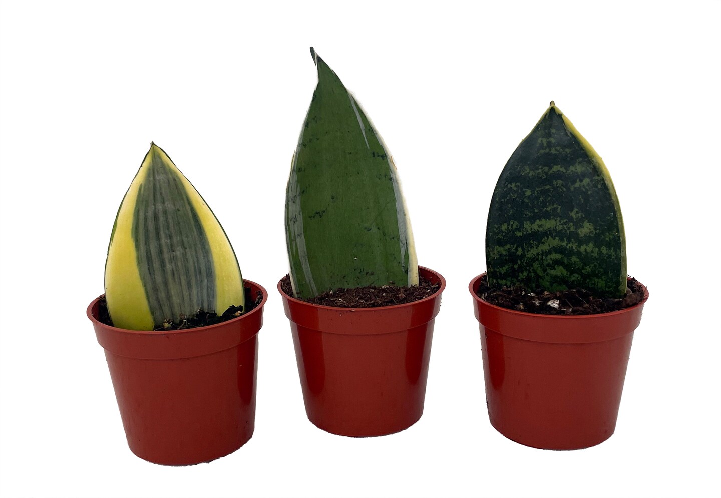 Koi Fin Sansevieria Collection - Snake Plant - 3 plants in 2.5&#x22; Pot