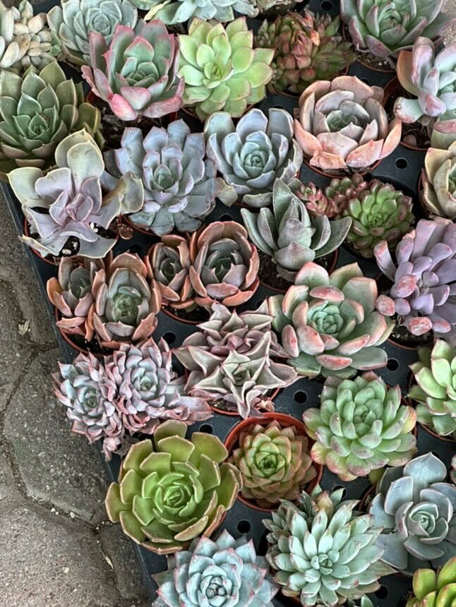 Bulk Colorful Tray of 40 Succulents | MakerPlace by Michaels