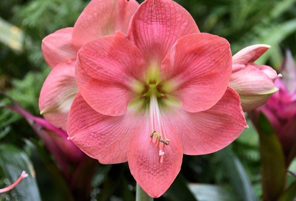 Dutch Belle Giant Amaryllis - Large Bulb