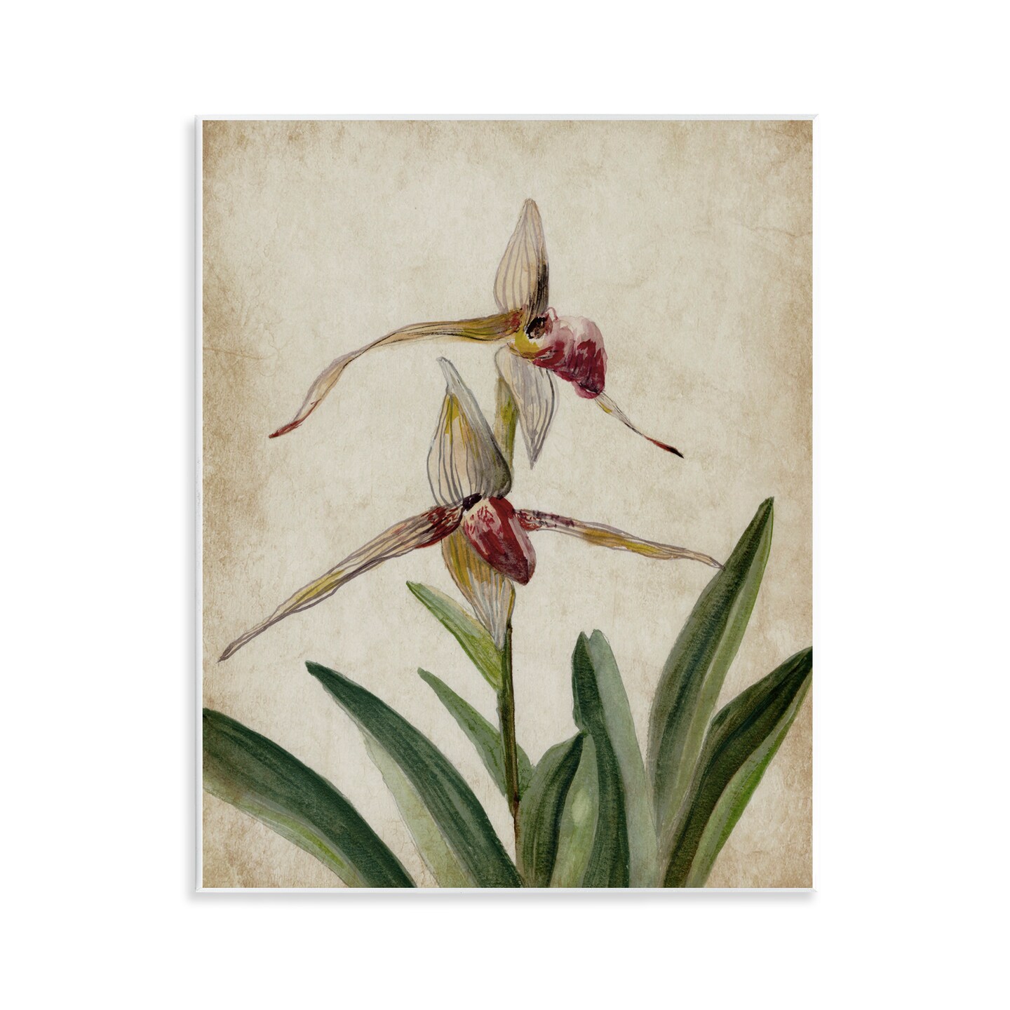 Stupell Industries Birds of Paradise Vintage Wall Plaque By Jacob