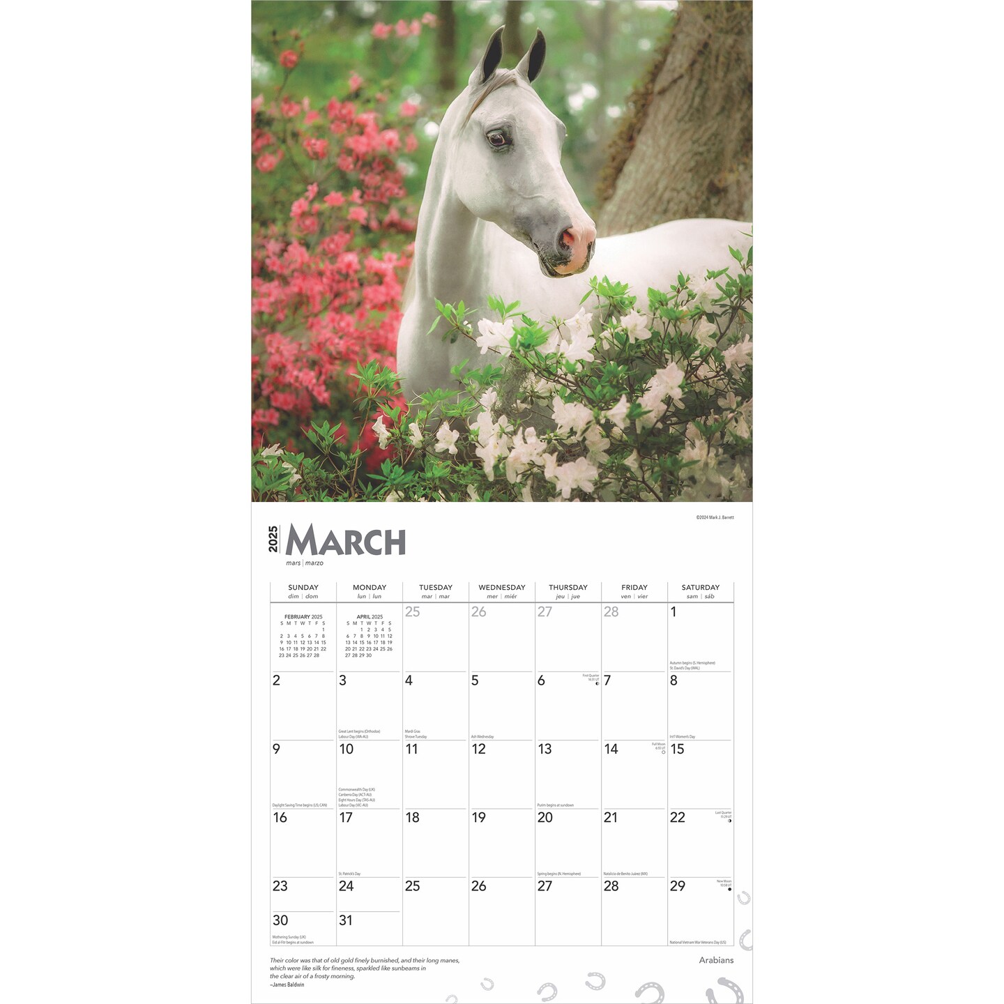 Arabians | 2025 12 x 24 Inch Monthly Square Wall Calendar | BrownTrout | Animals Horses