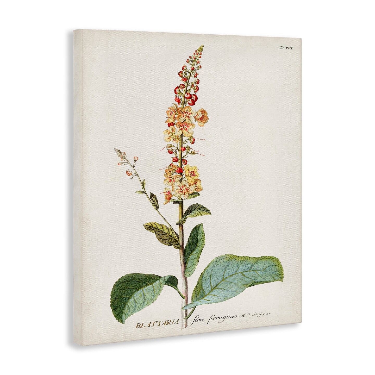 Stupell Industries Scientific Botanical Plant Canvas Wall Art