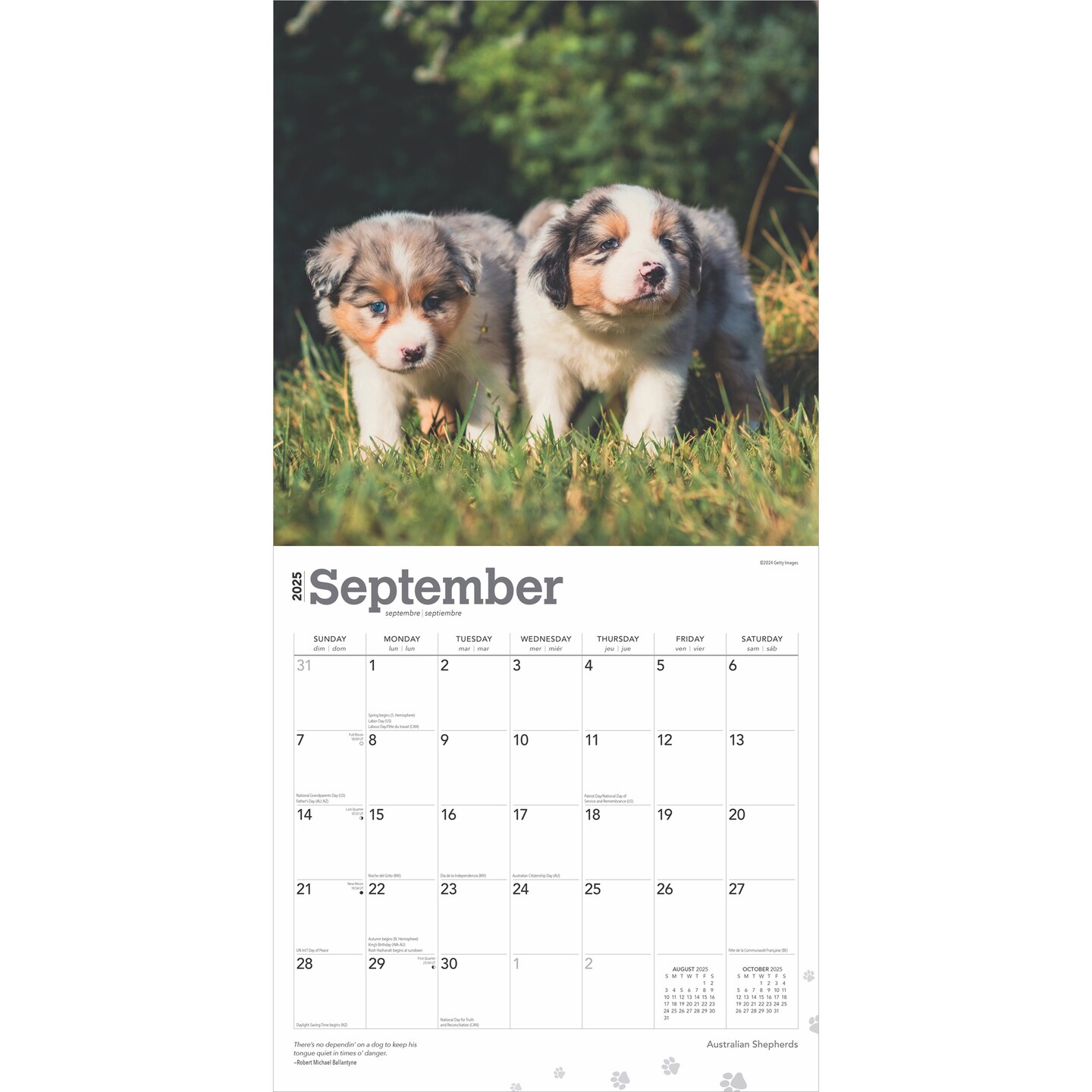 Australian Shepherds | 2025 12 x 24 Inch Monthly Square Wall Calendar | Plastic-Free | BrownTrout | Animals Dog Breeds