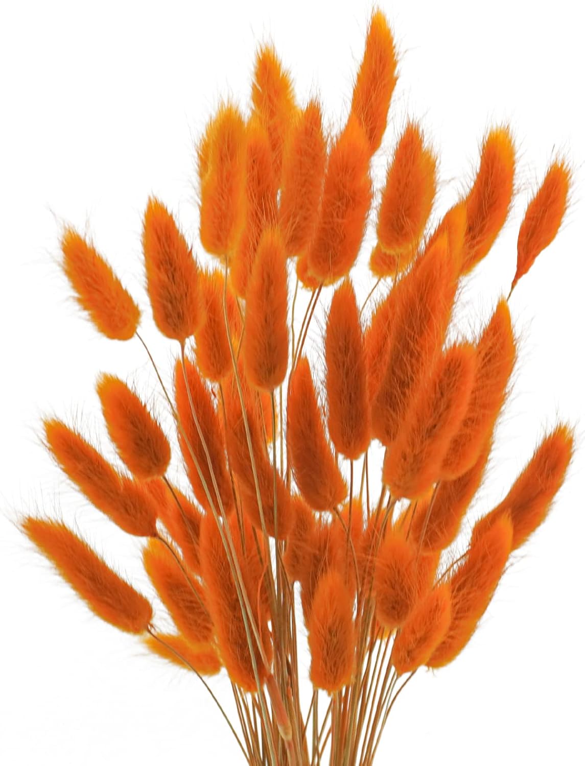 120 Natural Bunny Tails Dried Flowers, 17&#x22; Dried Lagurus Ovatus, Orange Dried Flowers for Fall Floral Arrangements. Wedding Centerpieces Home Baby Shower Party Decorations