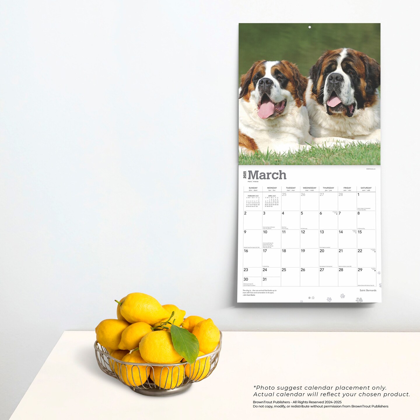 Saint Bernards | 2025 12 x 24 Inch Monthly Square Wall Calendar | Plastic-Free | BrownTrout | Animals Dog Breeds