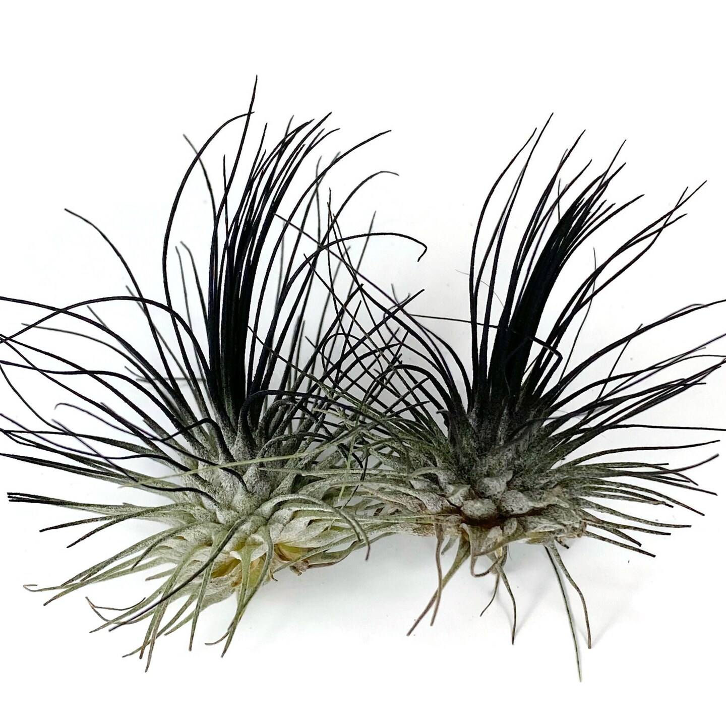 Buy 1 Get 1 FREE Black THIN Argentea Air Plant Guatemala Tillandsia,, Air  Plant Gift, Air plants, Terrarium Plants, Enhanced Air Plants