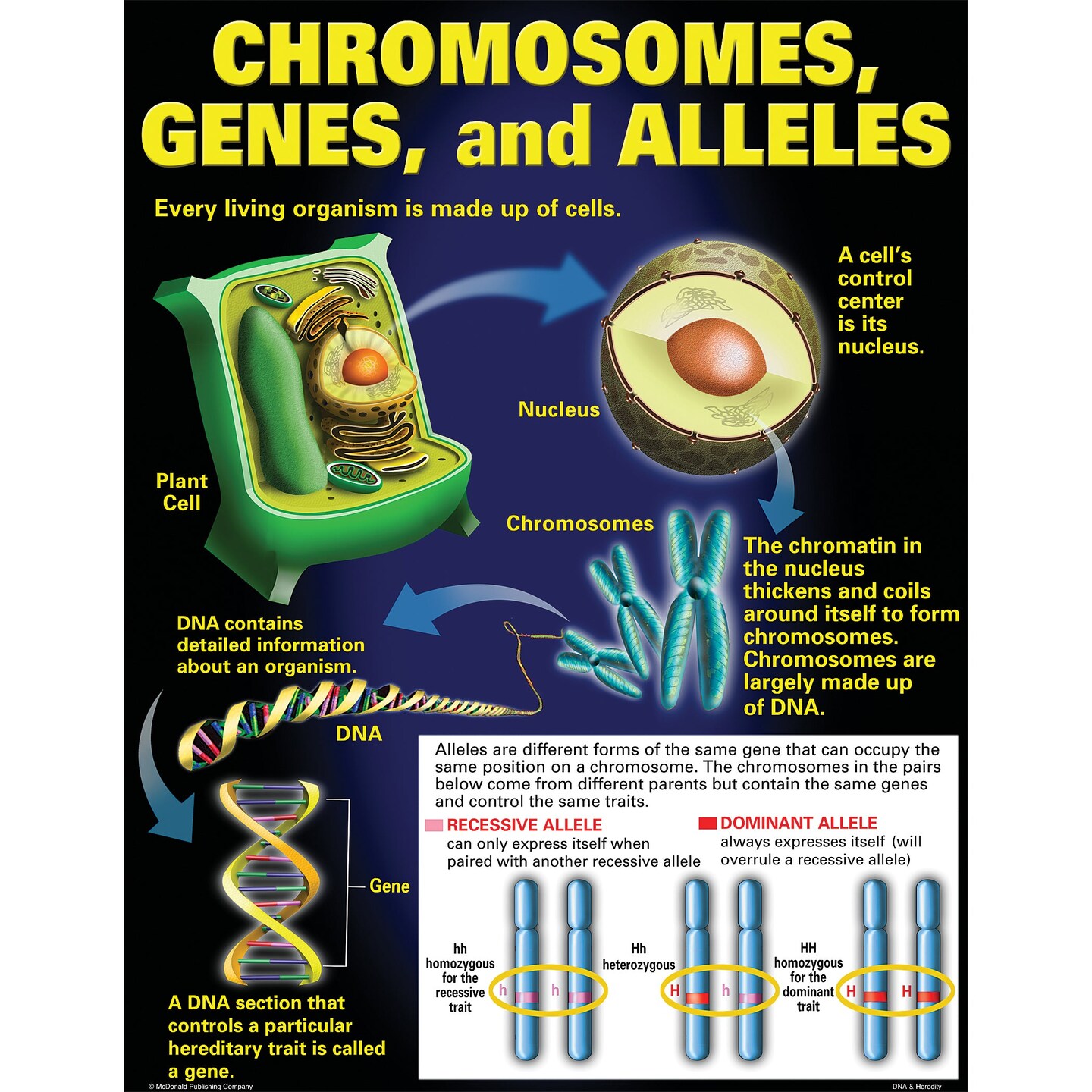 DNA &#x26; Heredity Posters, Set of 4
