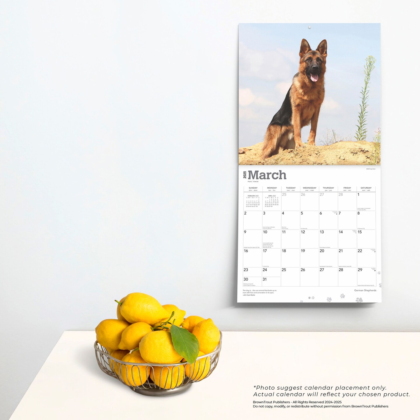 German Shepherds | 2025 12 x 24 Inch Monthly Square Wall Calendar | Plastic-Free | BrownTrout | Animals Dog Breeds
