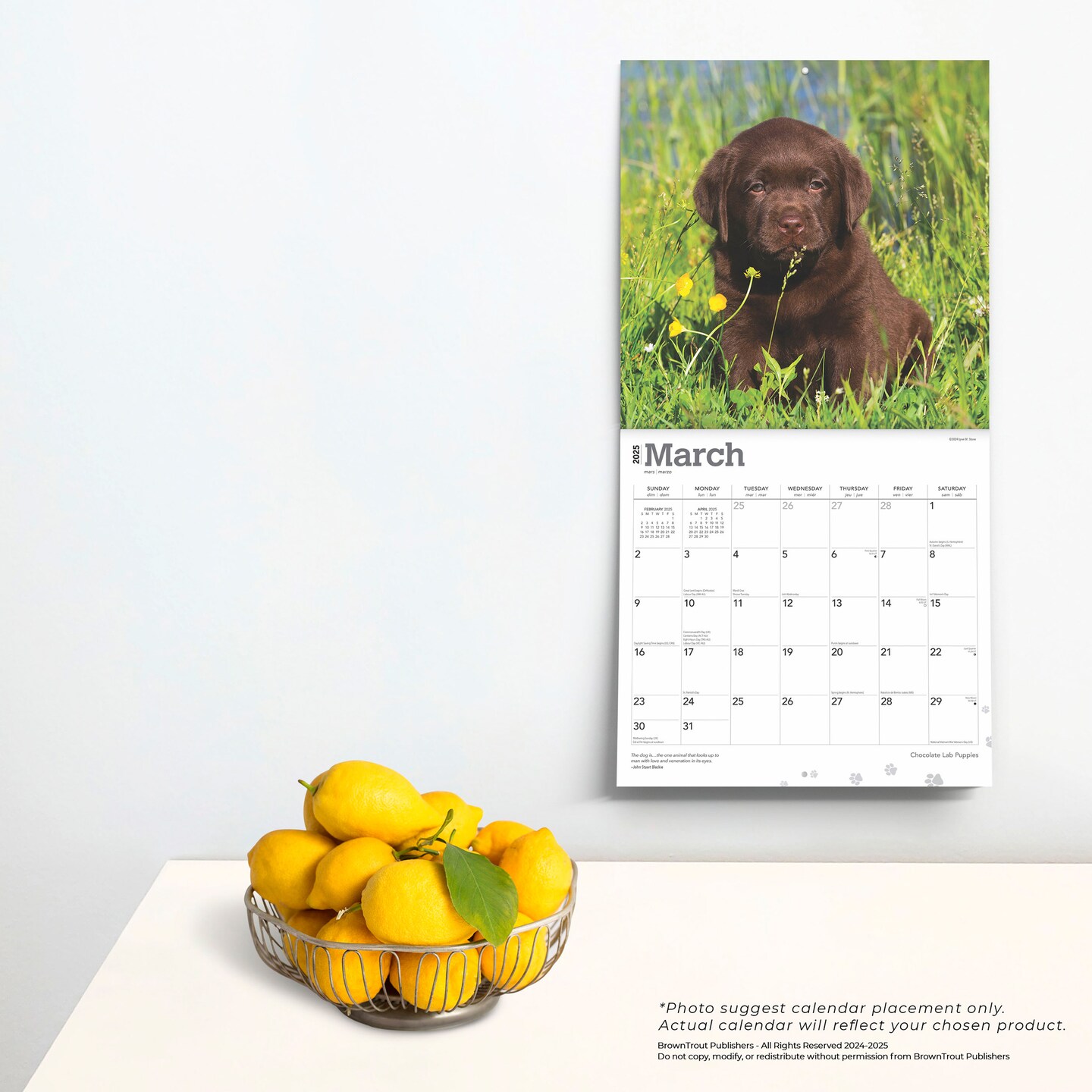 Chocolate Labrador Retriever Puppies | 2025 12 x 24 Inch Monthly Square Wall Calendar | Plastic-Free | BrownTrout | Animals Dog Breeds Puppy