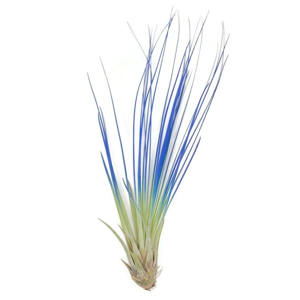 Blue Enhanced Juncifolia Guatemala Tillandsia Air Plant, Guatemala Air Plant, Air Plant, Airplant, Wholesale, Terrarium, Enhanced AirPlant