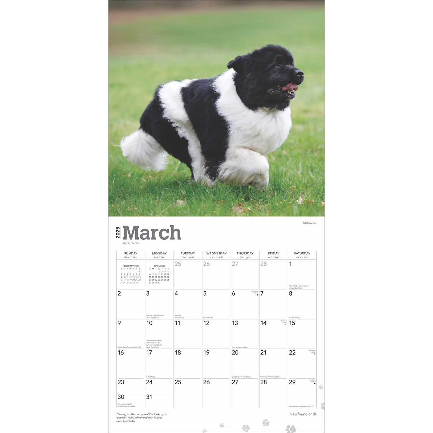 Newfoundlands | 2025 12 x 24 Inch Monthly Square Wall Calendar | Plastic-Free | BrownTrout | Animals Dog Breeds