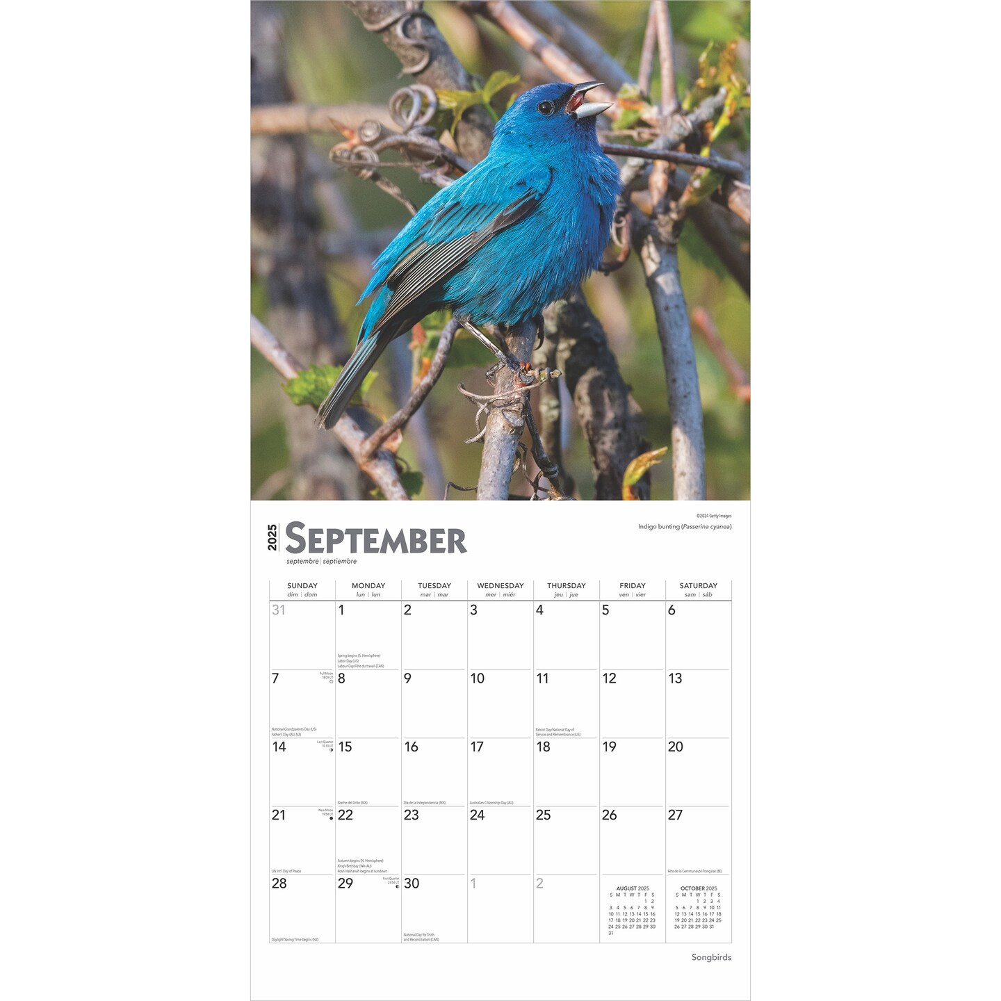 Songbirds | 2025 12 x 24 Inch Monthly Square Wall Calendar | Foil Stamped Cover | Plastic-Free | BrownTrout | Wildlife Animals