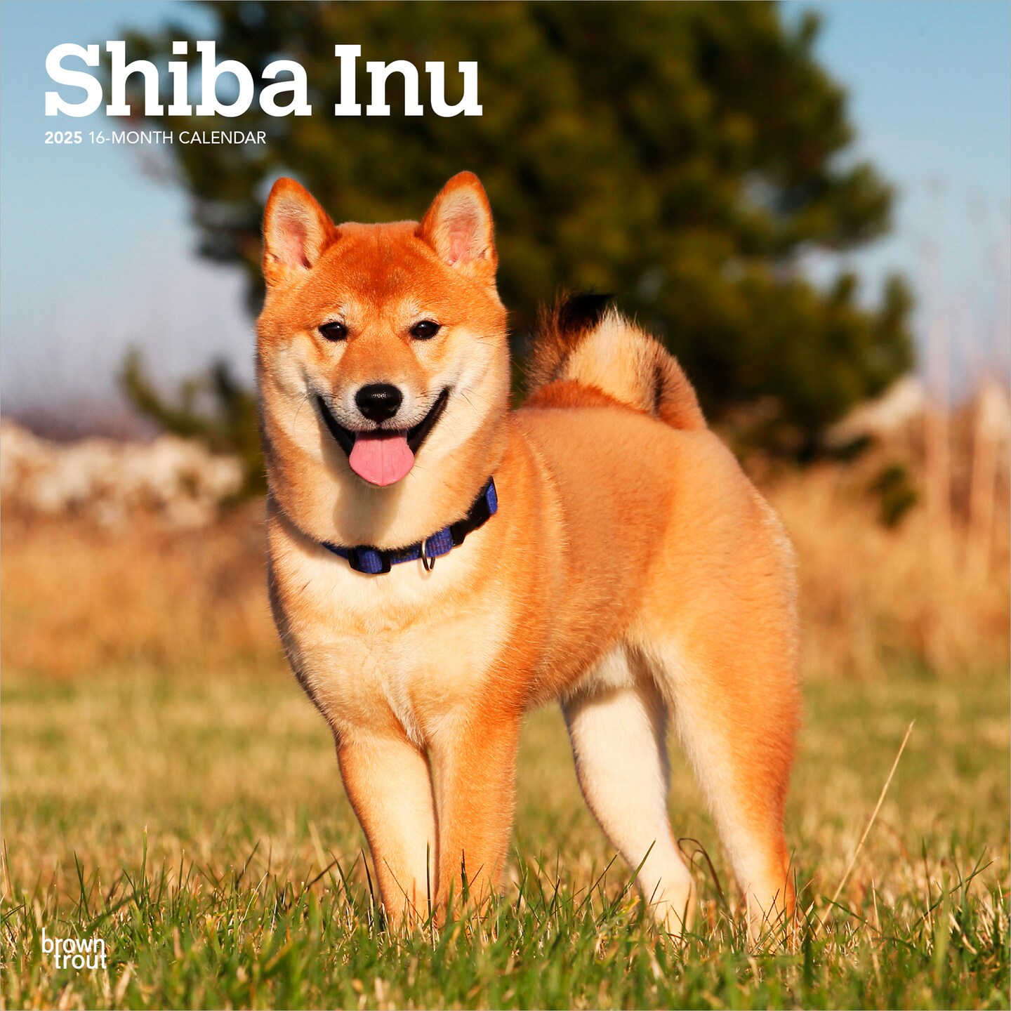 Shiba Inu | 2025 12 x 24 Inch Monthly Square Wall Calendar | Plastic-Free | BrownTrout | Animals Asian Dog Breeds