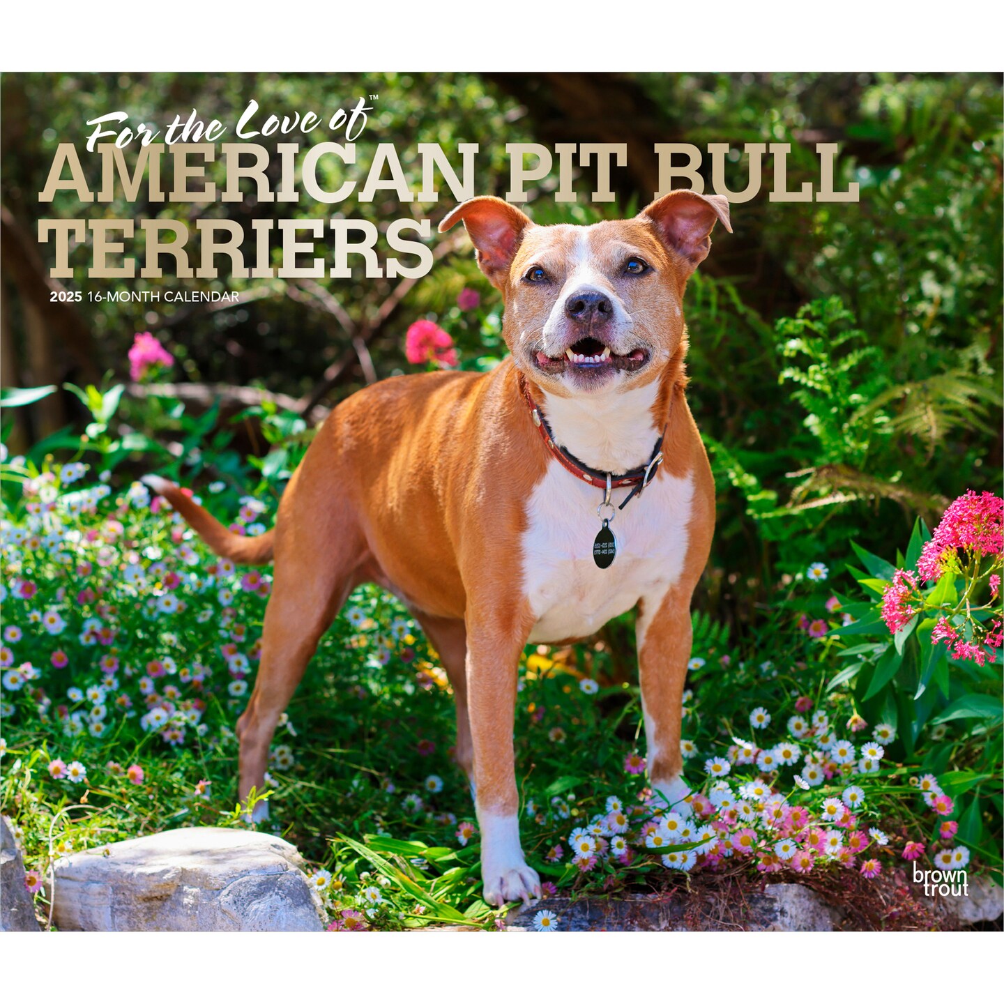 For the Love of American Pit Bull Terriers | 2025 14 x 24 Inch Monthly Deluxe Wall Calendar | Foil Stamped Cover | Plastic-Free | BrownTrout | Animal Dog Breeds