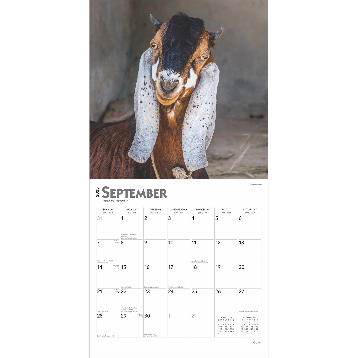 Goats | 2025 12 x 24 Inch Monthly Square Wall Calendar | Plastic-Free | BrownTrout | Domestic Farm Animals 