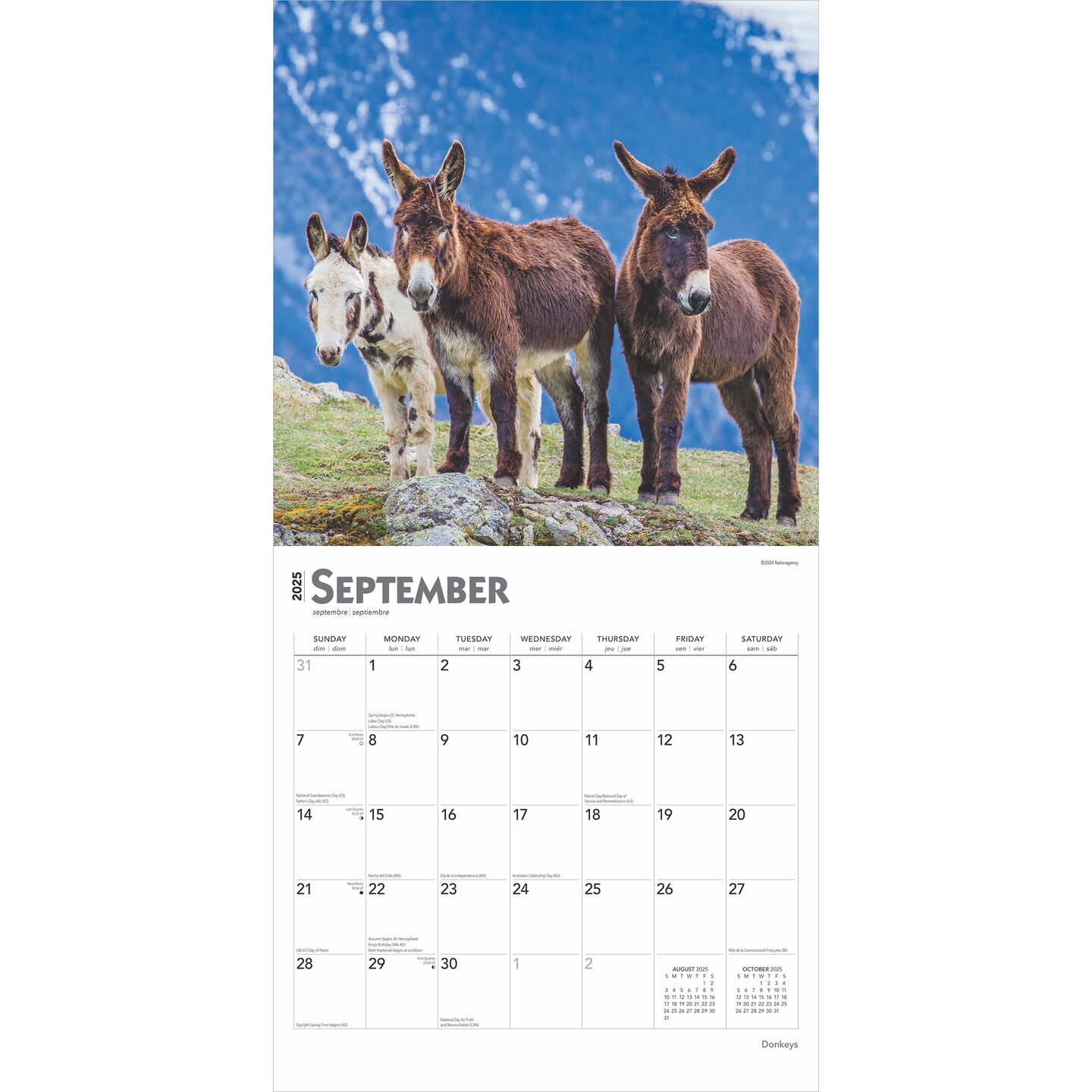 Donkeys | 2025 12 x 24 Inch Monthly Square Wall Calendar | Plastic-Free | BrownTrout | Domestic Animals