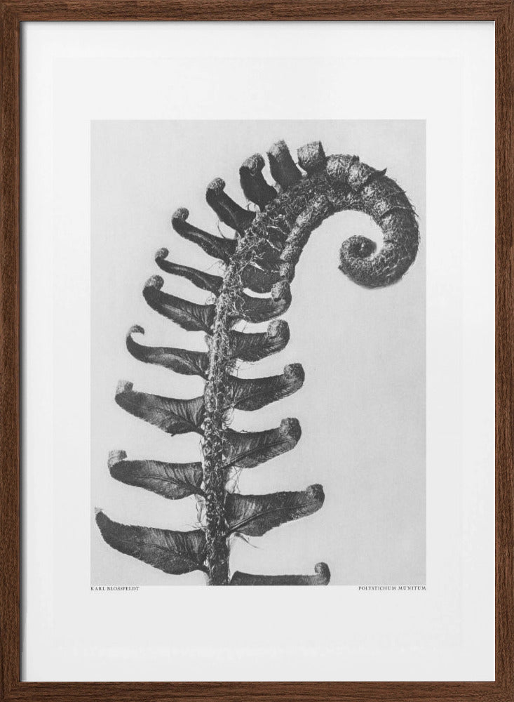 Polystichum Munitum Framed Art Modern Wall Decor Michaels