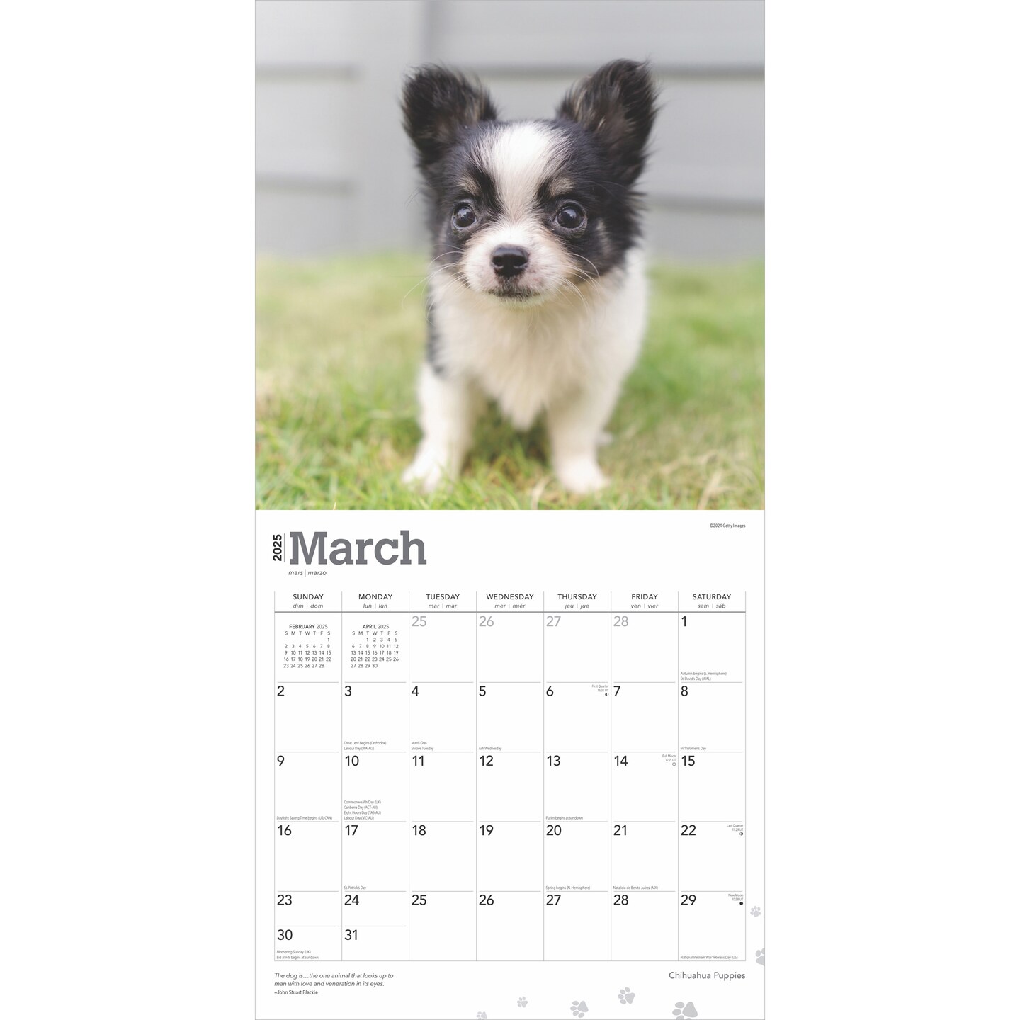 Chihuahua Puppies | 2025 12 x 24 Inch Monthly Square Wall Calendar | Plastic-Free | BrownTrout | Animals Small Dog Breeds