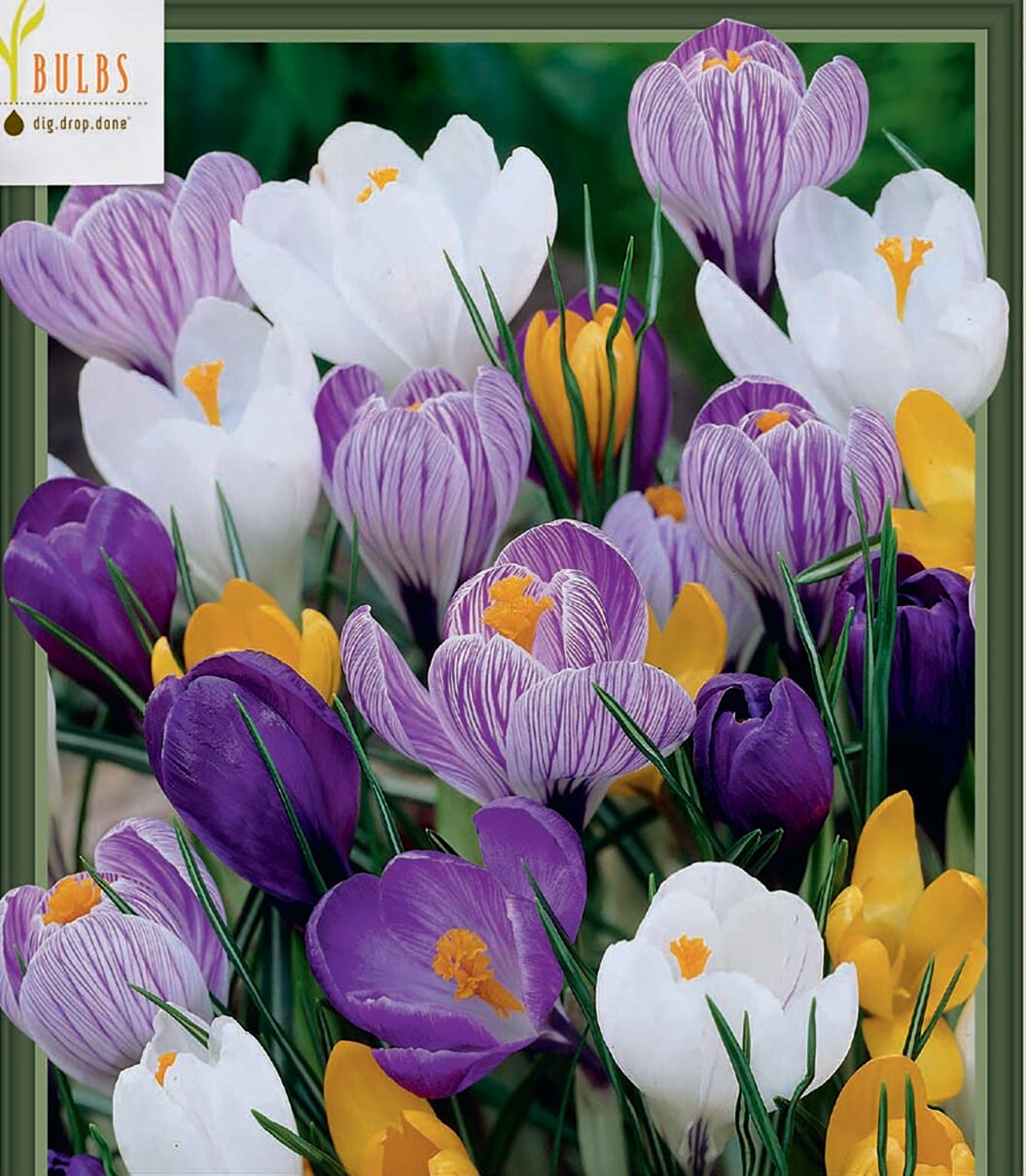 Large Flowering Crocus Mix - 15 Bulbs - 8/9 cm Bulbs