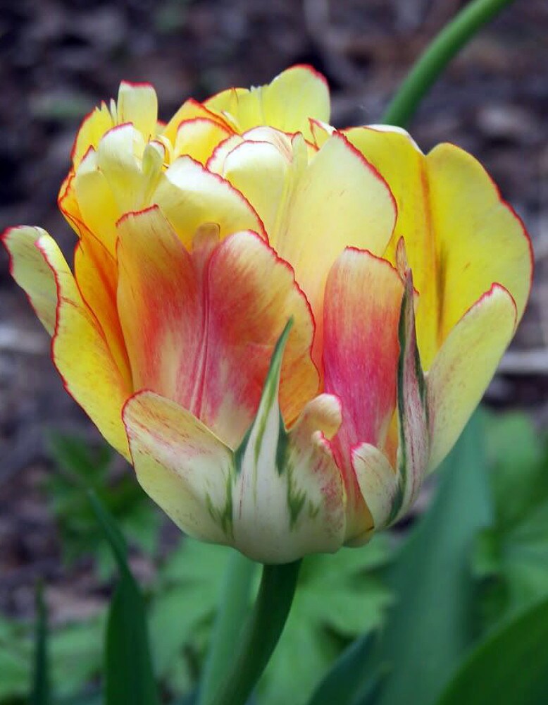 Akebono Double Late Peony Flowered Tulip 6 Bulbs - 12/+cm Bulbs