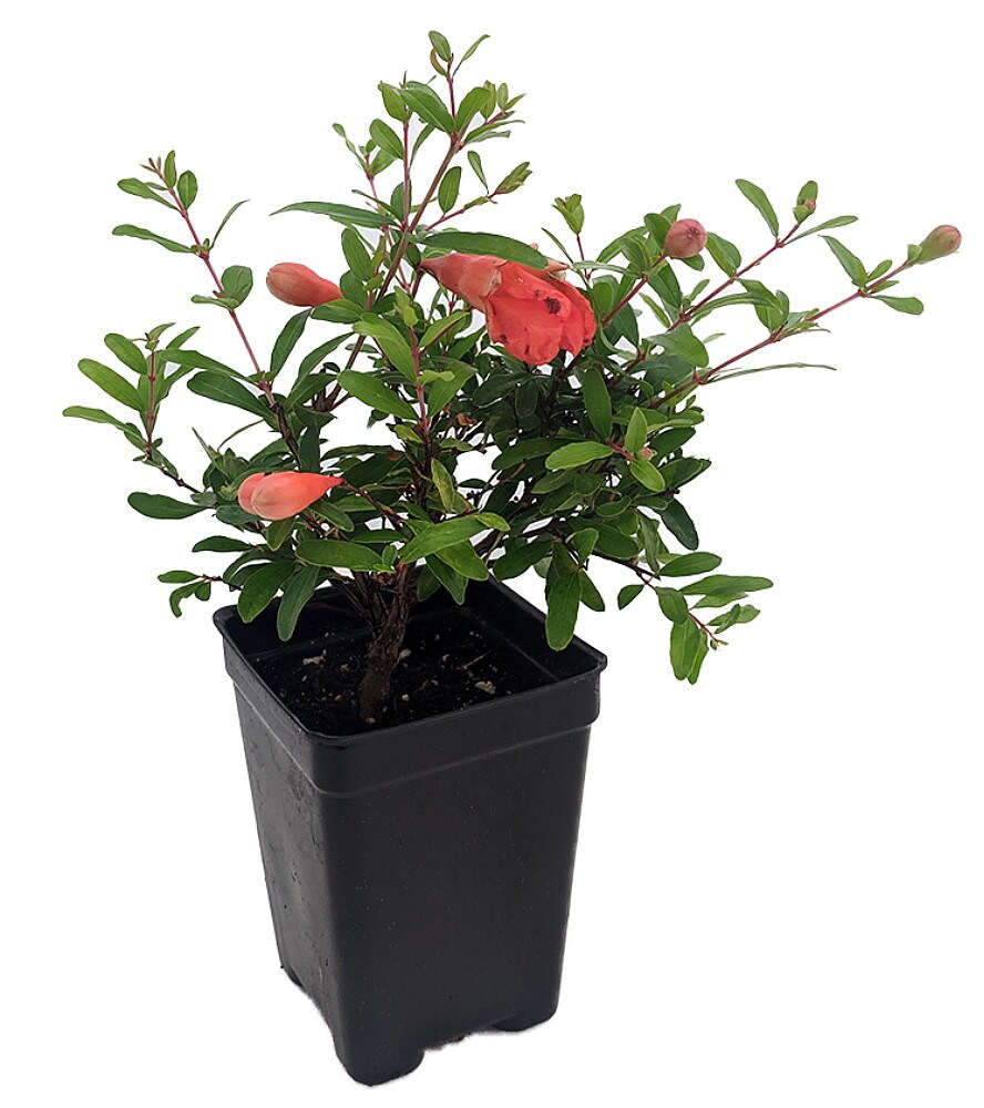 Dwarf Pomegranate Plant- Punica - Bonsai/Houseplant/Outdoors - Edible - 2.5&#x22; Pot