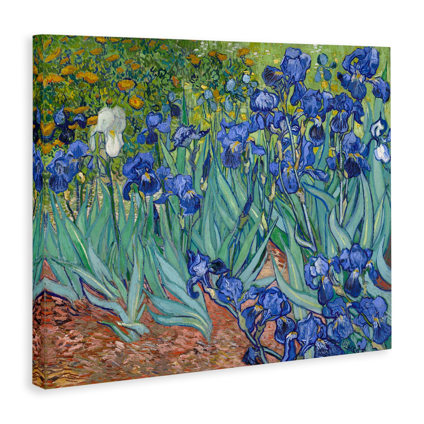 Stupell Industries Classic Van Gogh Irises Canvas Wall Art Design by one1000paintings