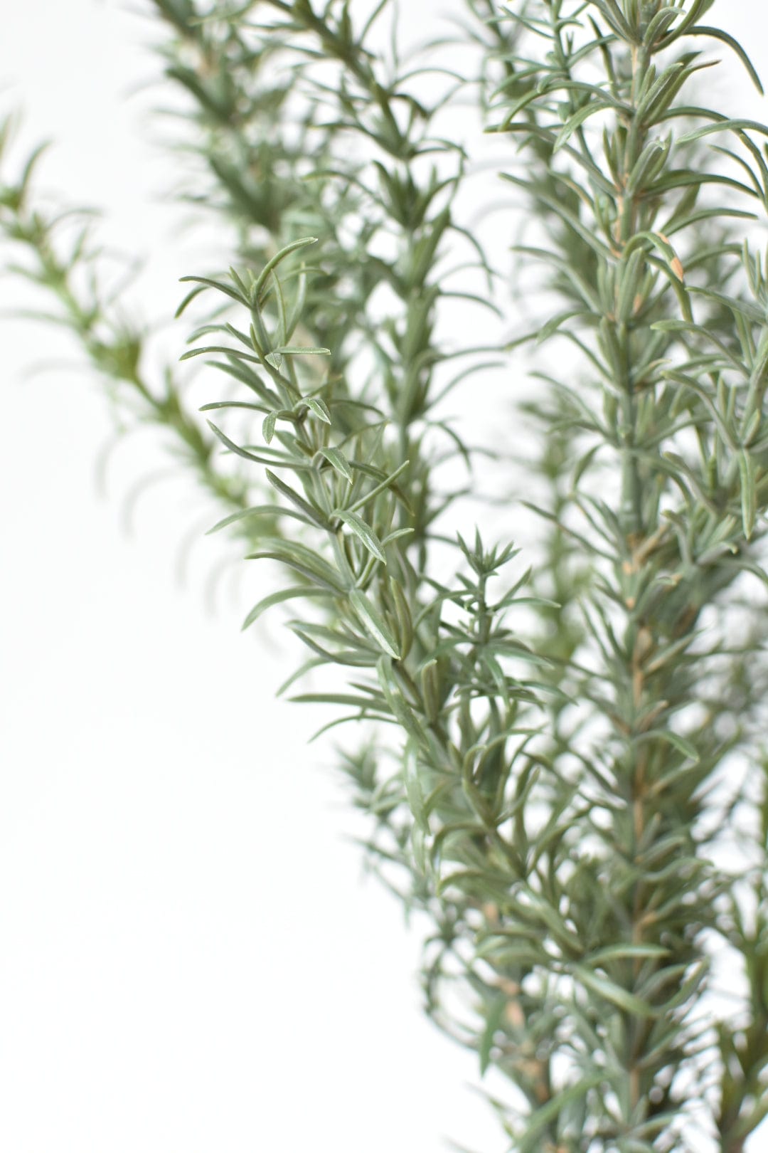 24&#x22; Faux Rosemary Bush