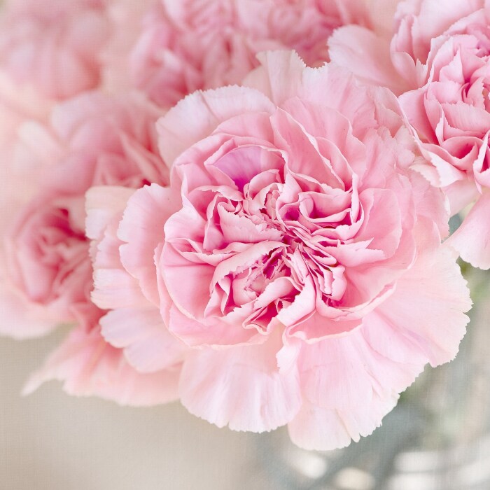 Flowerbomb type - Premium Fragrance Oil - Compare to Viktor & Rolf®