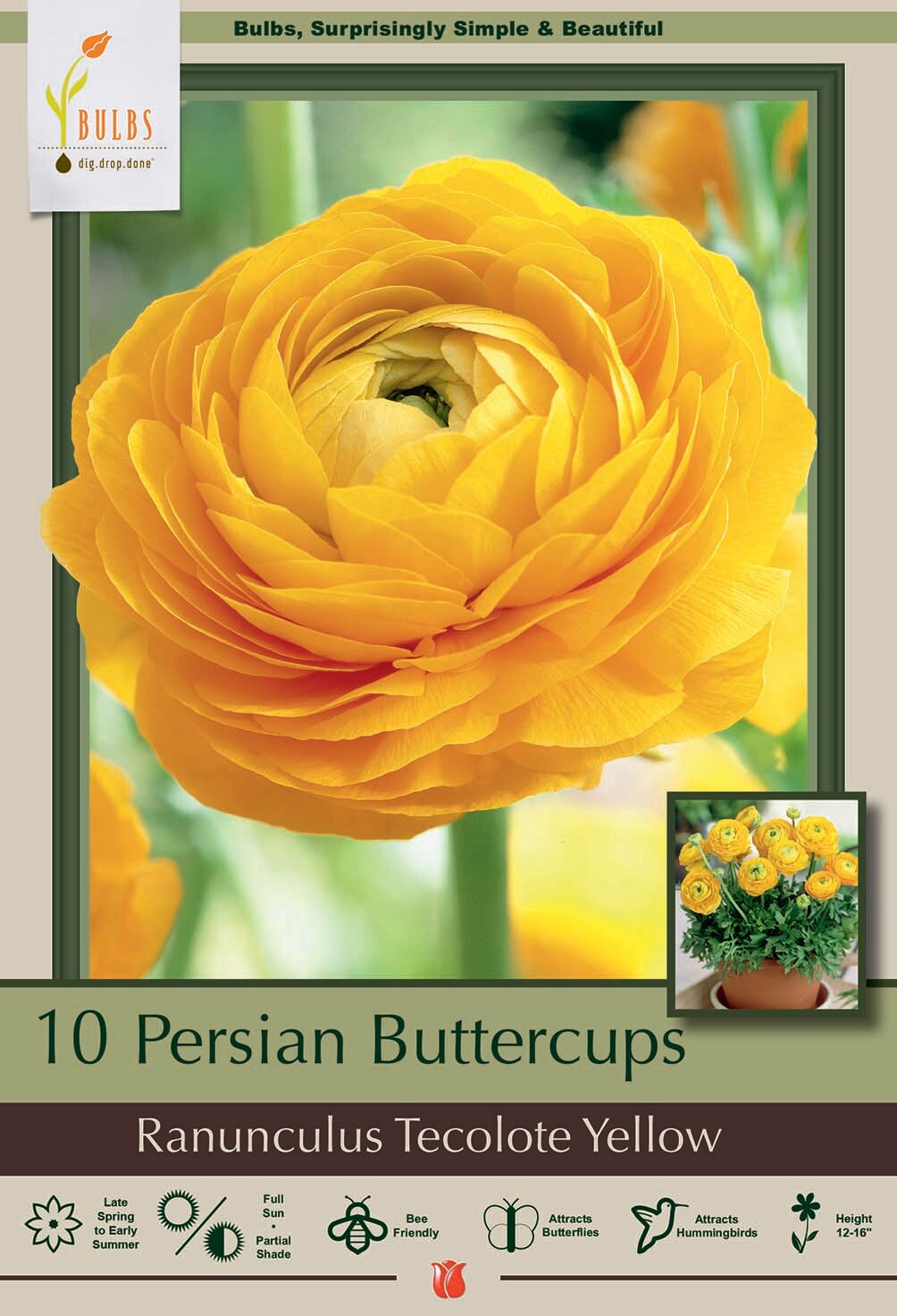 Yellow Persian Buttercup 10 Bulbs 6/7cm - Ranunculus Tecolote - Hardy
