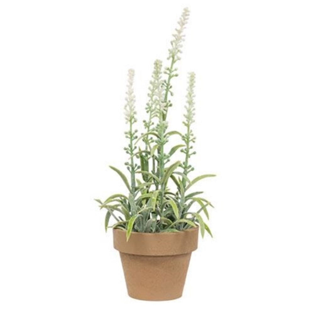 Potted Flowering Sage