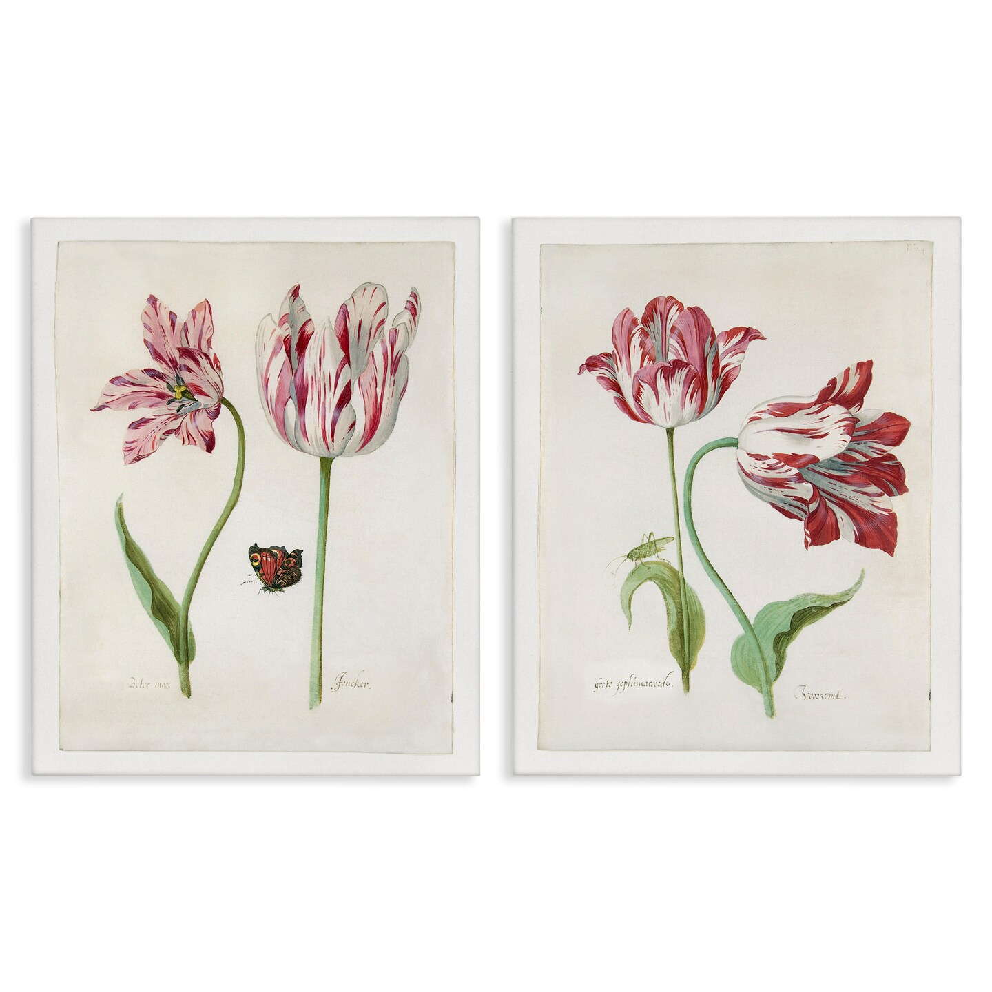 Stupell Industries Vintage Tulip &#x26; Insect Studies 2 pc Canvas Wall Art Set Design by Jacob Marrel