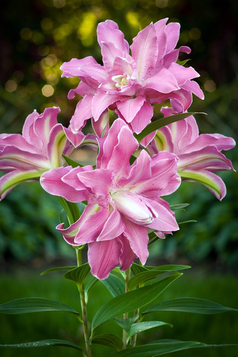 Lotus Wonder Oriental Lily - 2 Bulbs 16/18cm - Candy Pink Double Blooms