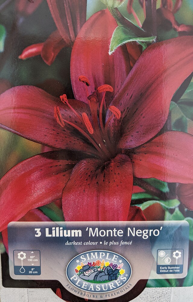 Monte Negro Asiatic Lily 3 Bulbs 14/16cm - Rich Red/Glossy Leaf