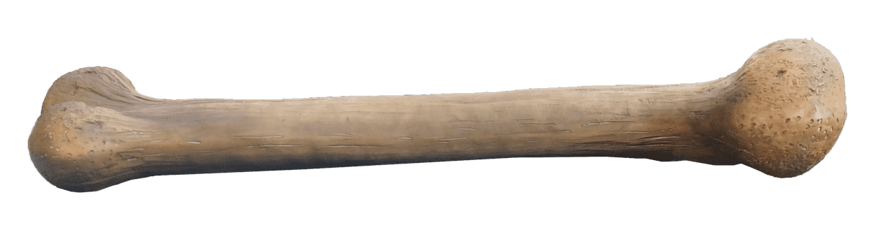 Small Dinosaur Bone Life Size Statue