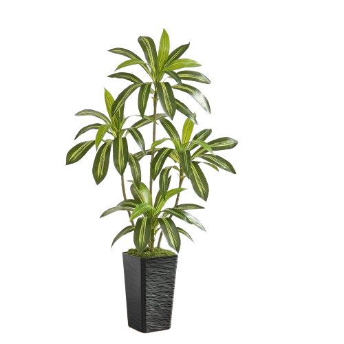 5FT Artificial Dracaena Silk Tree with Black Planter - Real Touch Fake Plant for Home & Office Decor, Faux Yucca Indoor Floor Tree