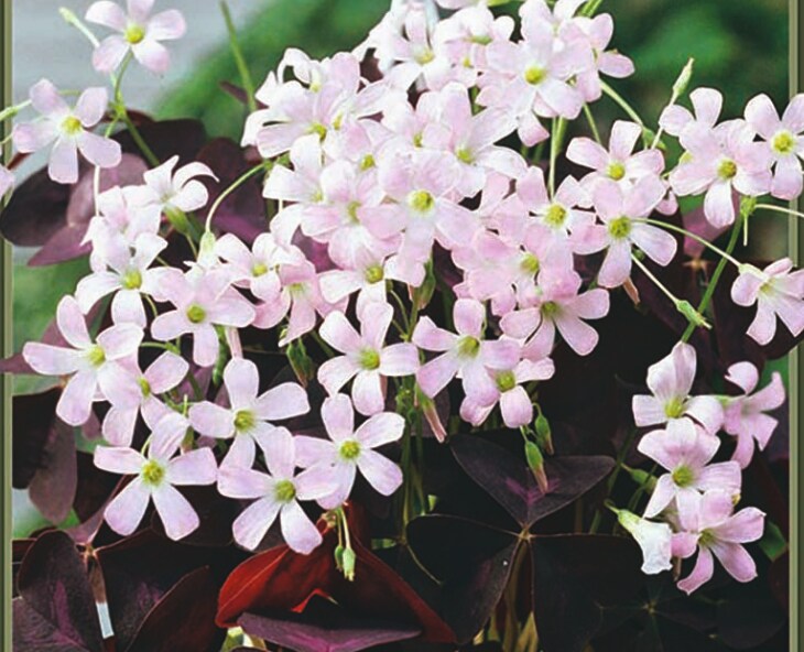 Purple Rain Shamrock - The Love Plant - Edible - Oxalis triangularis - 5 Bulbs