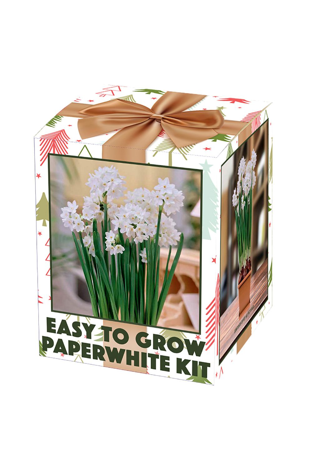 Ziva Paperwhite Narcissus Kit - 5 Bulbs - Pot, Planting Medium & Bulbs
