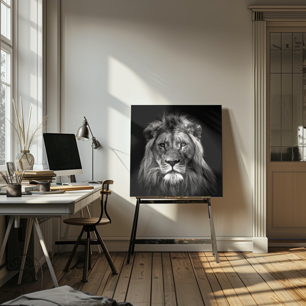 Young Male Lion Square Canvas Art | Modern Home Wall Decor 24x24 Canvas - Corporate Office Art