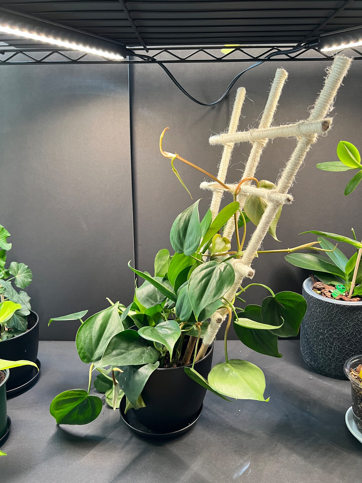 Bamboo and Jute Plant Trellis - 18" Indoor Climbing Plant Support |  MakerPlace by Michaels