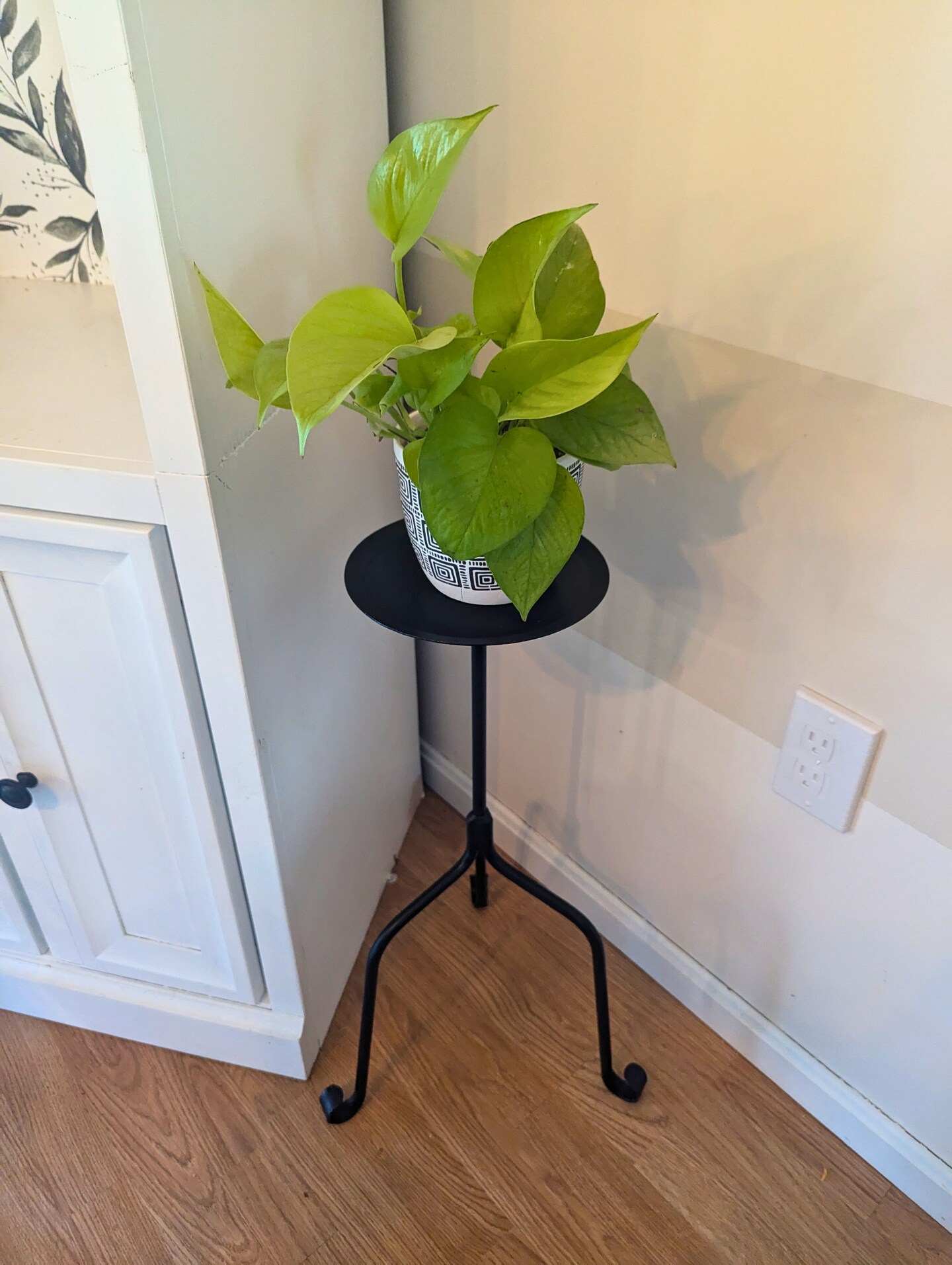 buy pink philodendron princess Philodendron 'Pink Princess' | Indoor Plant | Tropical Plant | Potted Plant main image 1