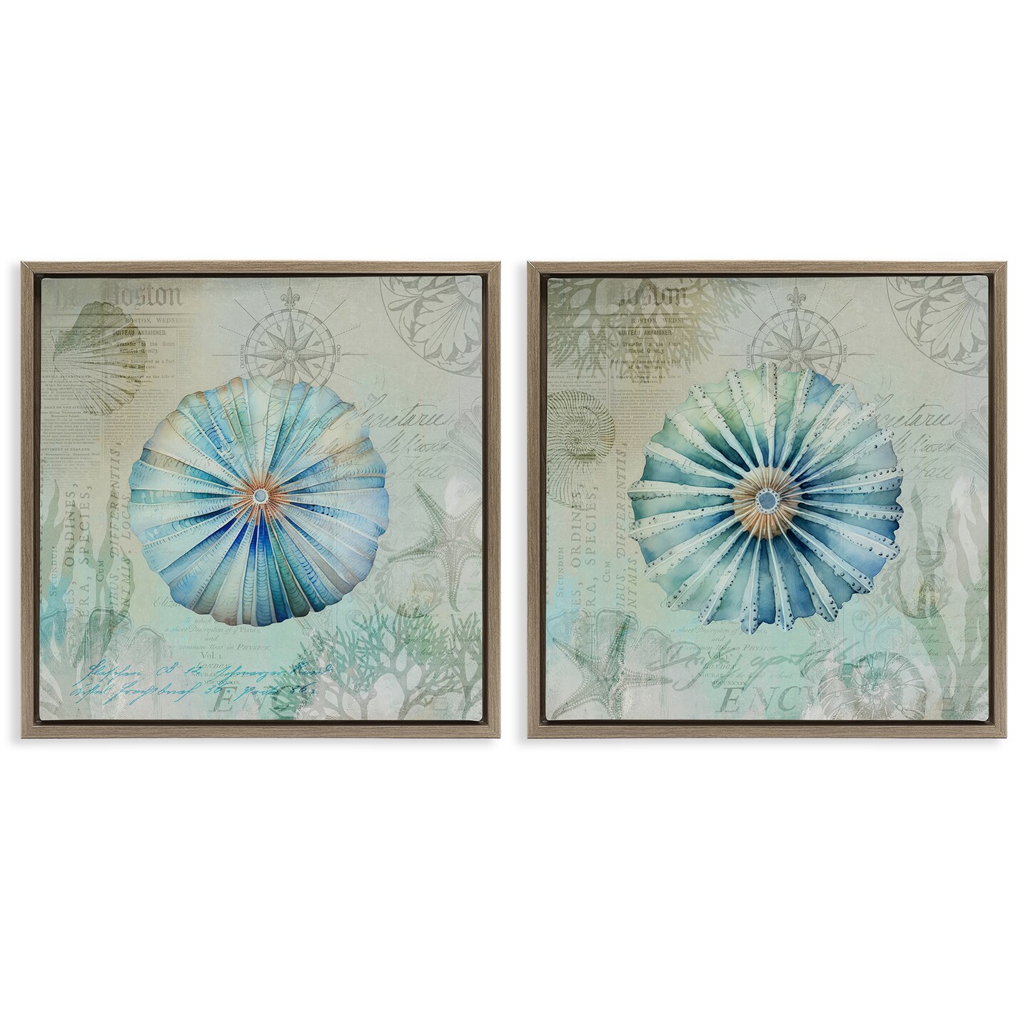 Stupell Industries Vintage Blue Sea Urchins 2pc Floater Framed Canvas Wall Art Set Design by Andrea Haase 