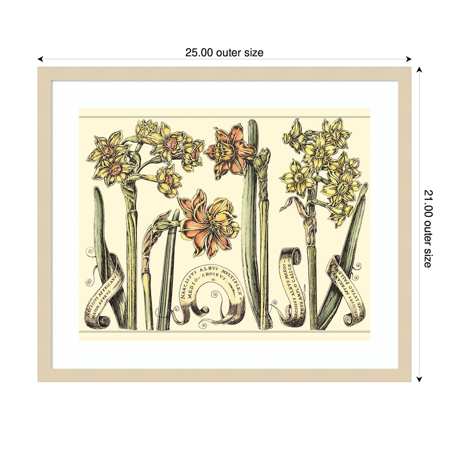 Narcissus in Bloom II by Mark W. Langlois Wood Framed Wall Art Print