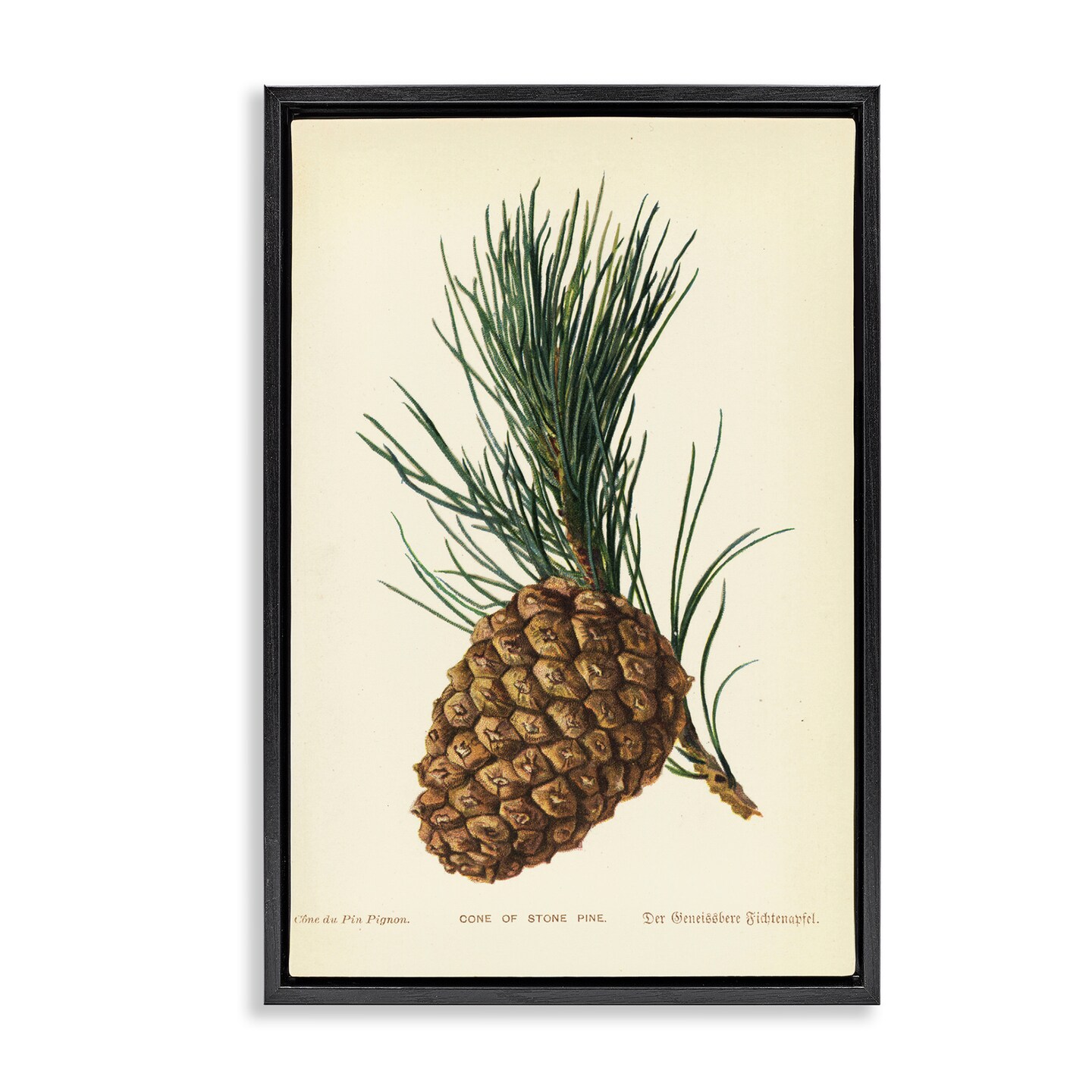 Stupell Industries Detailed Pine Cone Sprig Floater Framed Canvas Wall Art Design by Tina Higgins Designs, Inc.